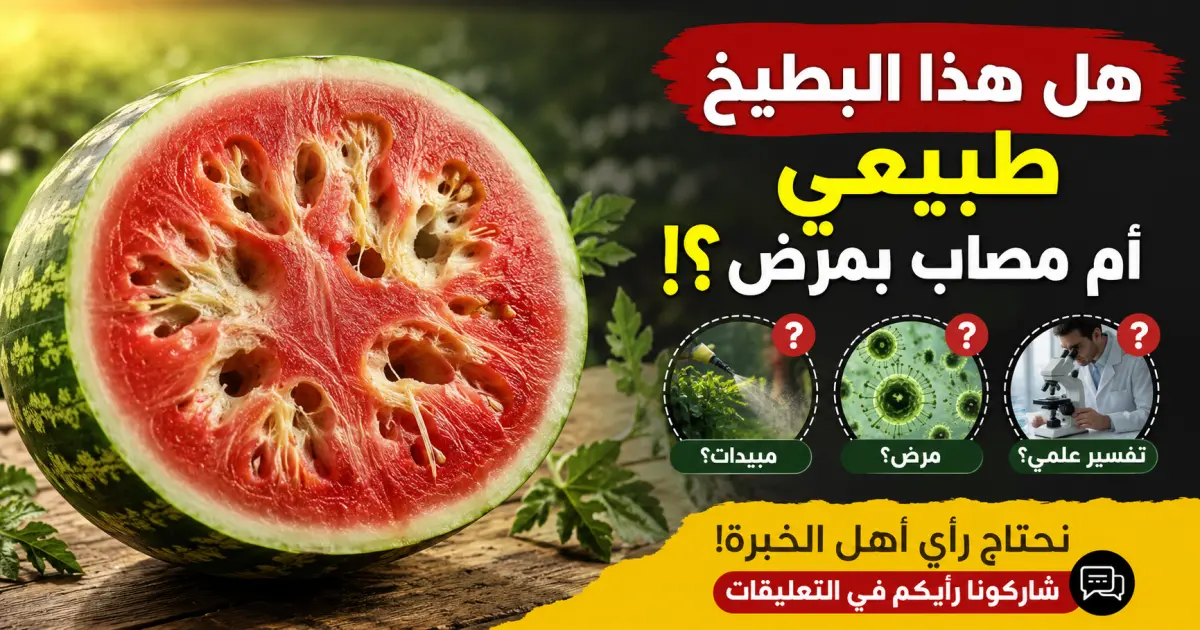 شاهد بالفيديو : لغز البطيخ الغريب: هل هو مرض زراعي، مواد كيميائية، أم ظاهرة طبيعية 