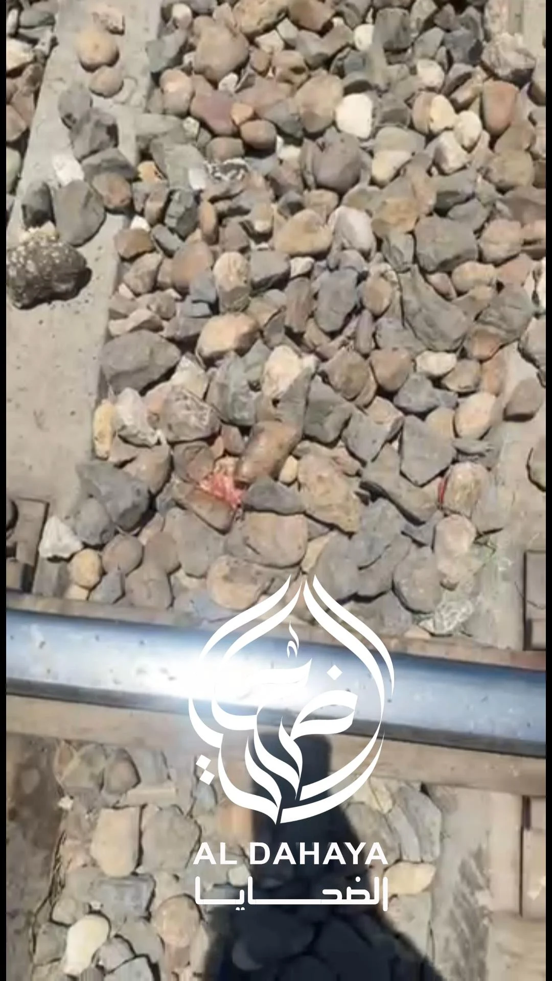 صورة 4 -  بالفيديو مصرع سيدة مجهوله الهوية في حادث قطار  بالمراغة
