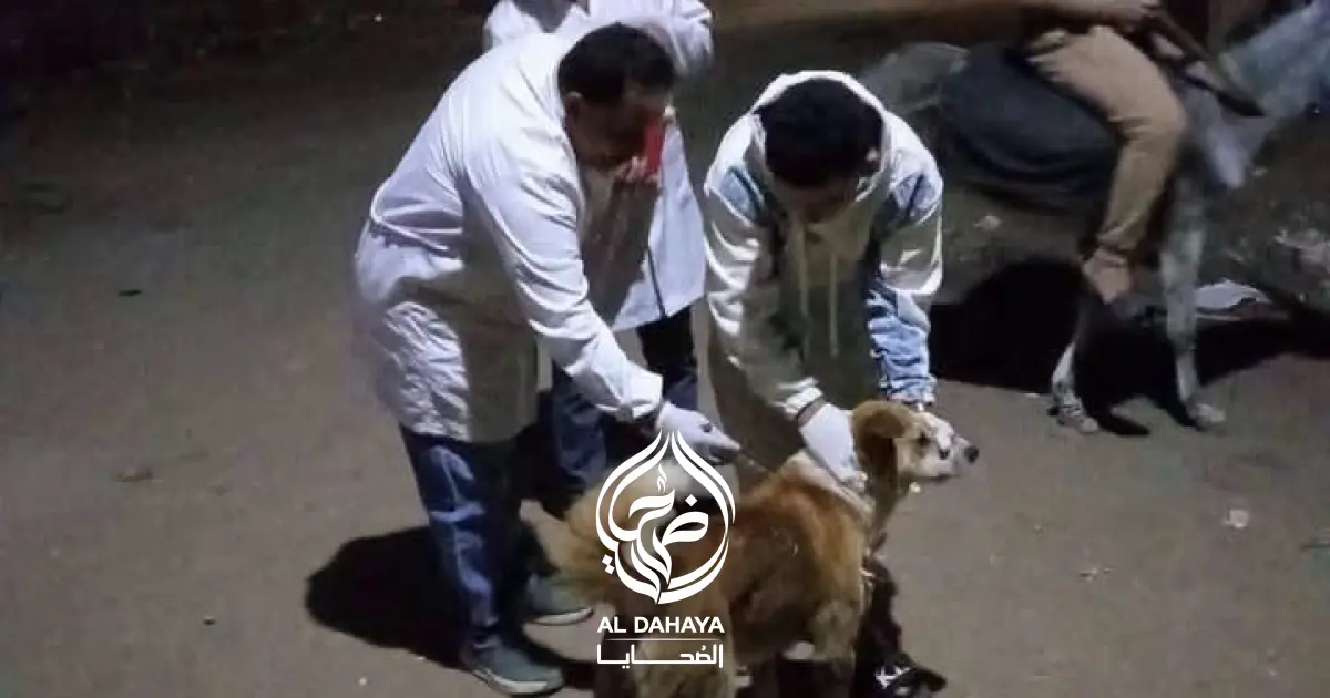 عقر جماعي في ساقلتة بسوهاج.. تحصين 27 كلبًا والتحفظ على الكلب المتسبب في إصابة المواطنين